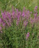 Astragalus macropterus