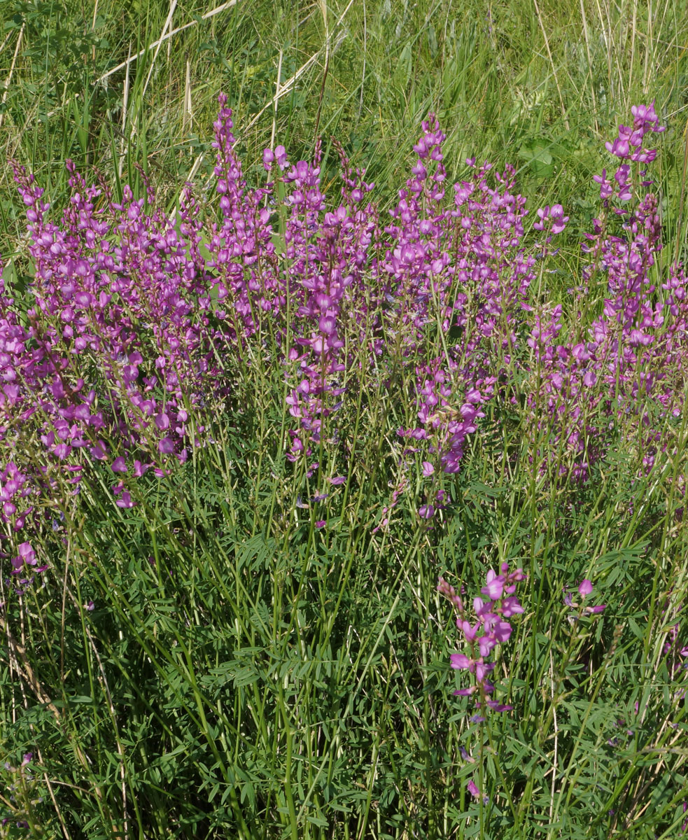 Изображение особи Astragalus macropterus.