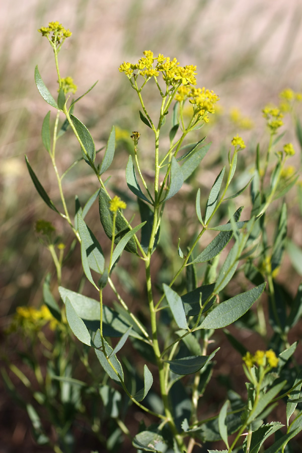 Image of Haplophyllum perforatum specimen.