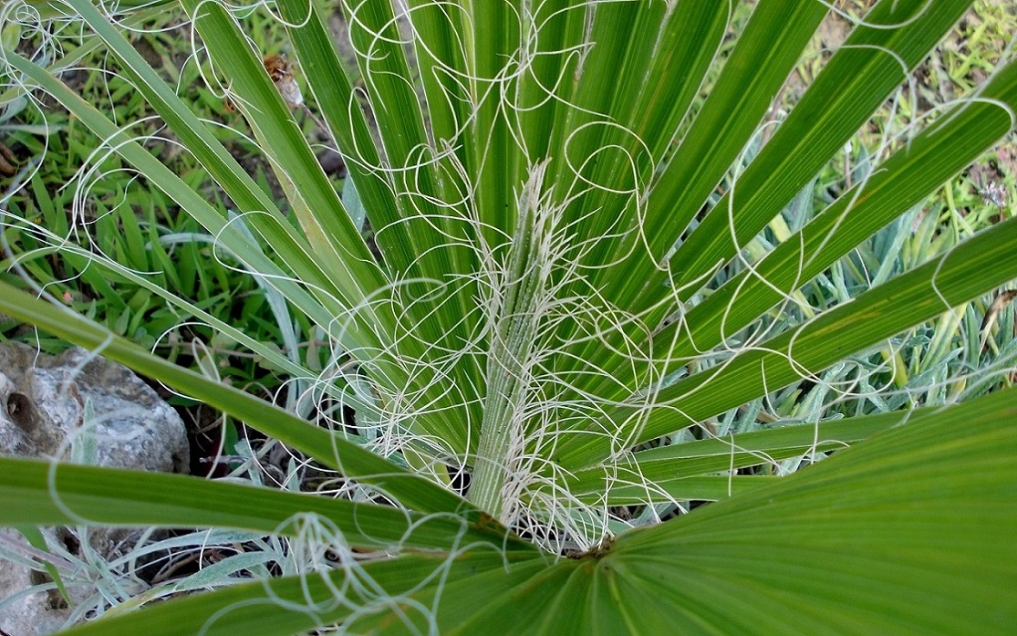 Image of Washingtonia filifera specimen.