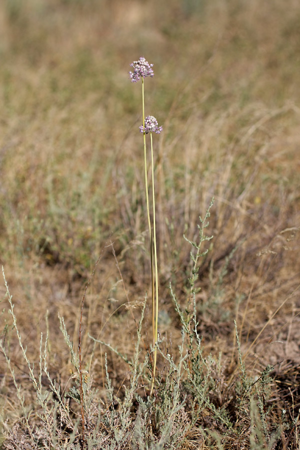 Изображение особи Allium turkestanicum.