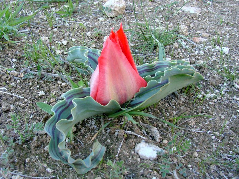 Изображение особи Tulipa micheliana.