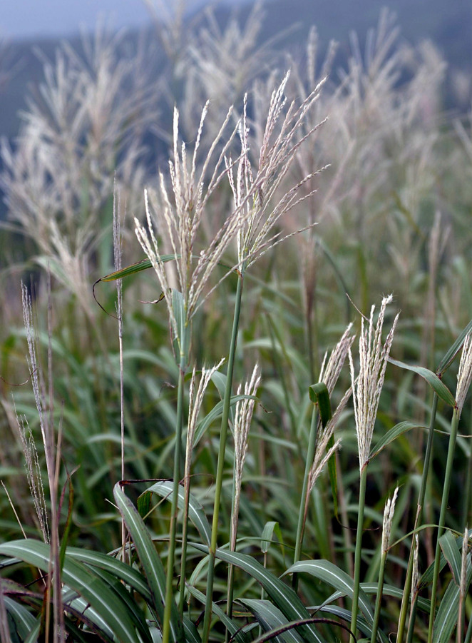 Изображение особи Miscanthus sinensis.