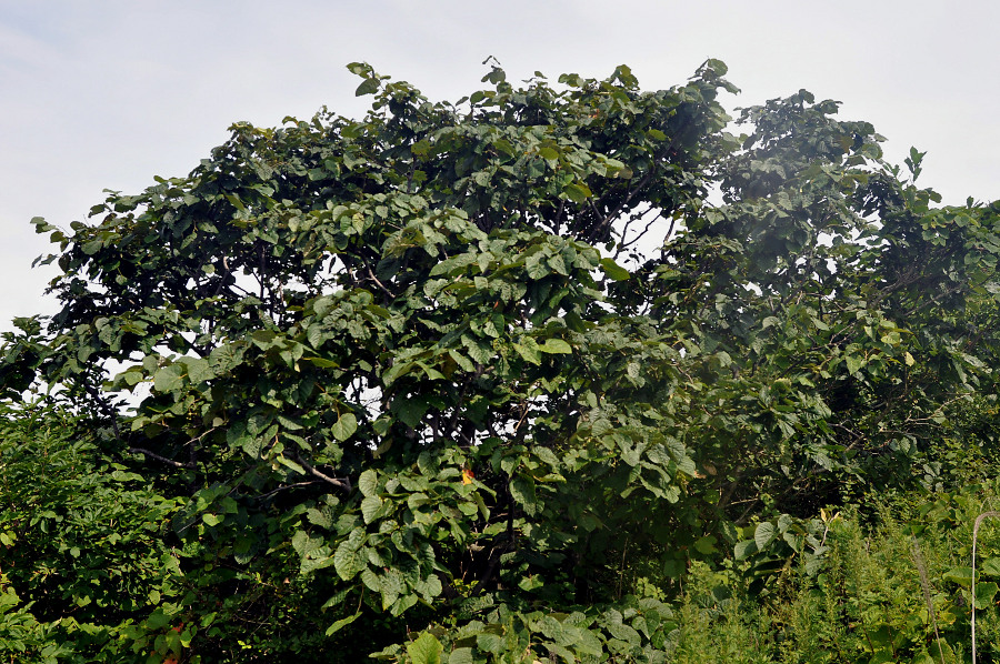 Изображение особи Tilia mandshurica.