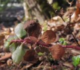 Sedum stoloniferum. Верхушка побега с частично высохшими листьями. Адыгея, Майкопский р-н, окр. пос. Хамышки, склон горы Чёрный Шахан, берег р. Киша, ≈ 750 м н.у.м., буково-пихтовый лес. 08.03.2016.