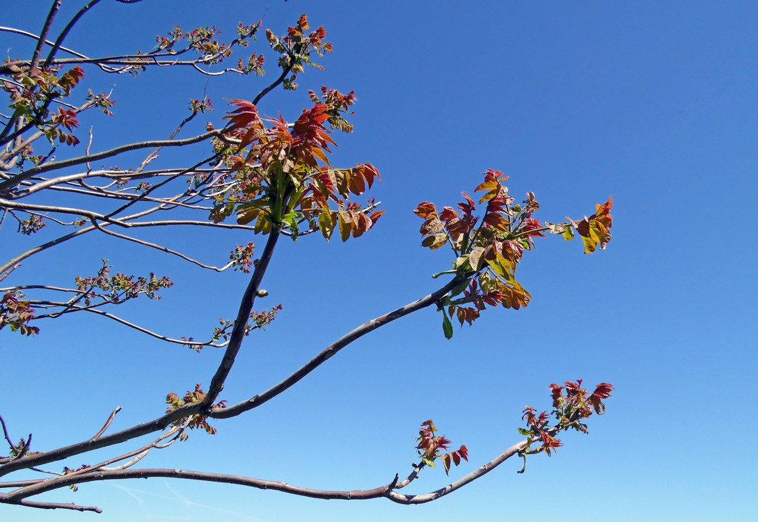 Изображение особи Ailanthus altissima.