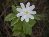 Anemone altaica