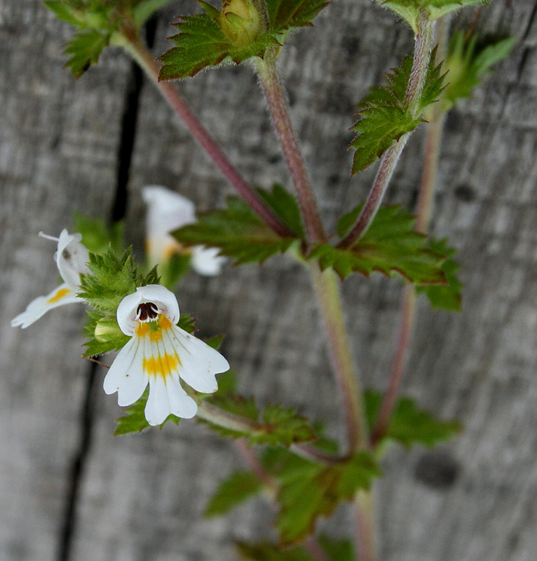 Image of Euphrasia rostkoviana specimen.