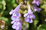 Glechoma hederacea