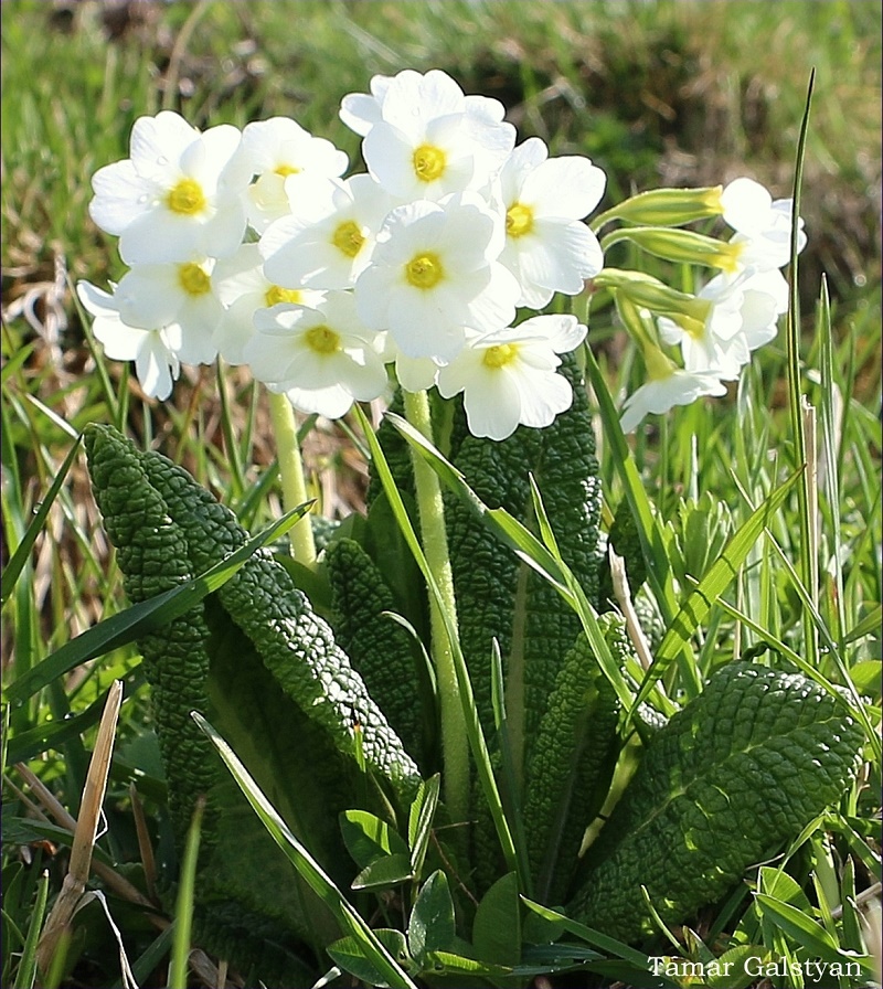 Изображение особи Primula ruprechtii.