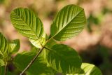 Frangula alnus