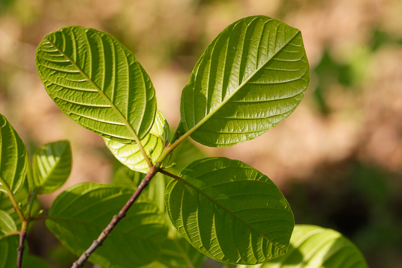 Изображение особи Frangula alnus.