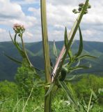 Valeriana rossica