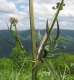 Valeriana rossica. Часть стебля с пазушными побегами. Краснодарский край, м/о г. Геленджик, хр. Маркотх, гора Солдатская, ≈ 630 м н.у.м., горный луг. 09.05.2016.