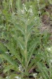 Verbascum lychnitis