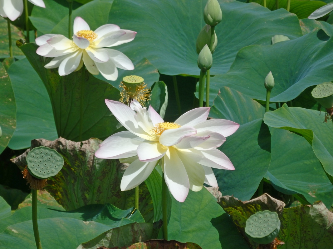 Изображение особи Nelumbo caspica.