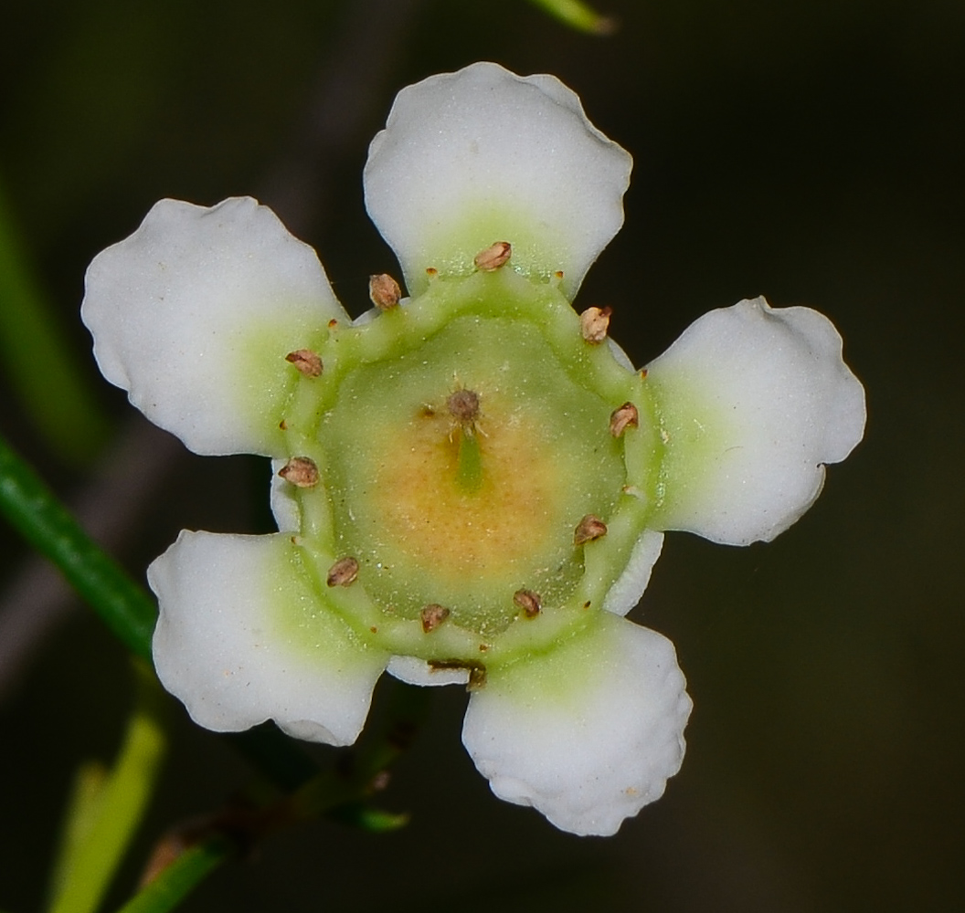 Изображение особи Chamelaucium uncinatum.