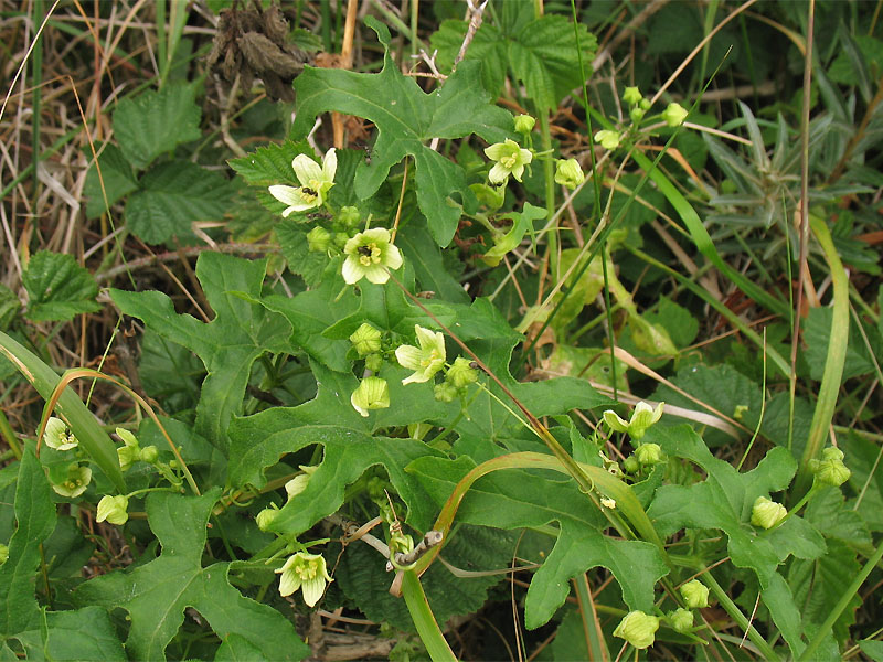 Image of Bryonia dioica specimen.