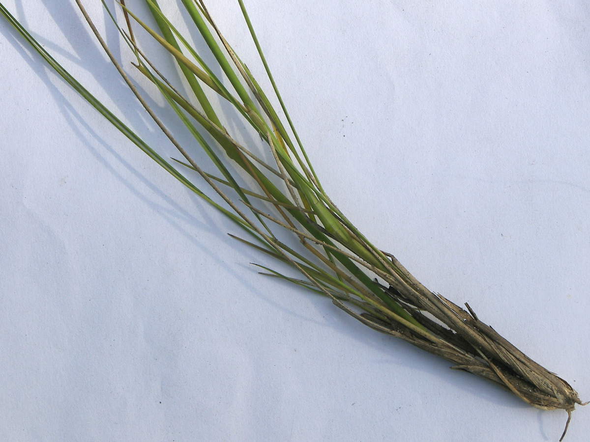 Image of Stipa pennata specimen.