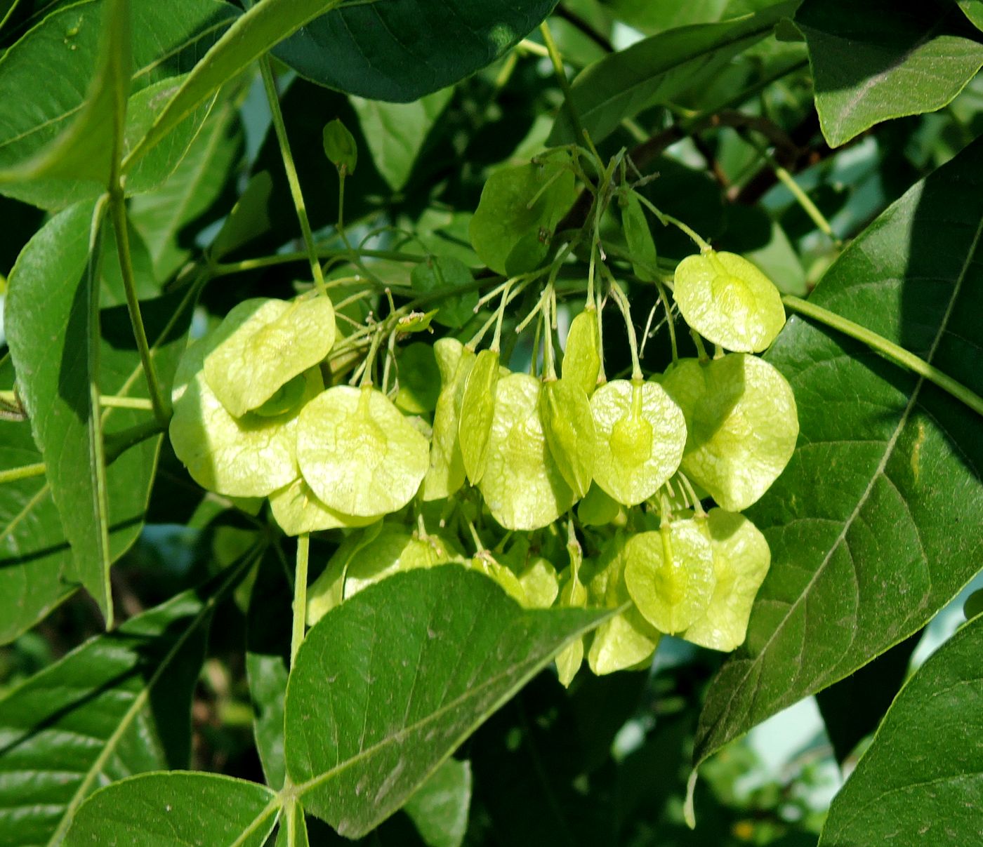 Image of Ptelea trifoliata specimen.