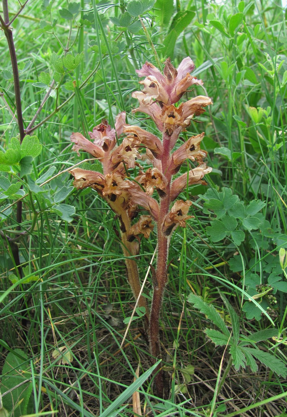 Image of Orobanche lutea specimen.