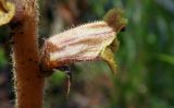 Orobanche laxissima