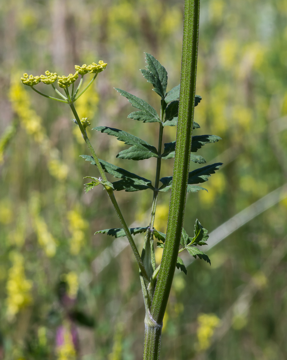 Изображение особи Pastinaca sylvestris.