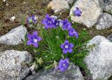 Campanula saxifraga. Цветущие растения. Северная Осетия, Ирафский р-н, долина р. Танадон, каменистый склон (выс. около 2300 м н.у.м.). 06.07.2016.