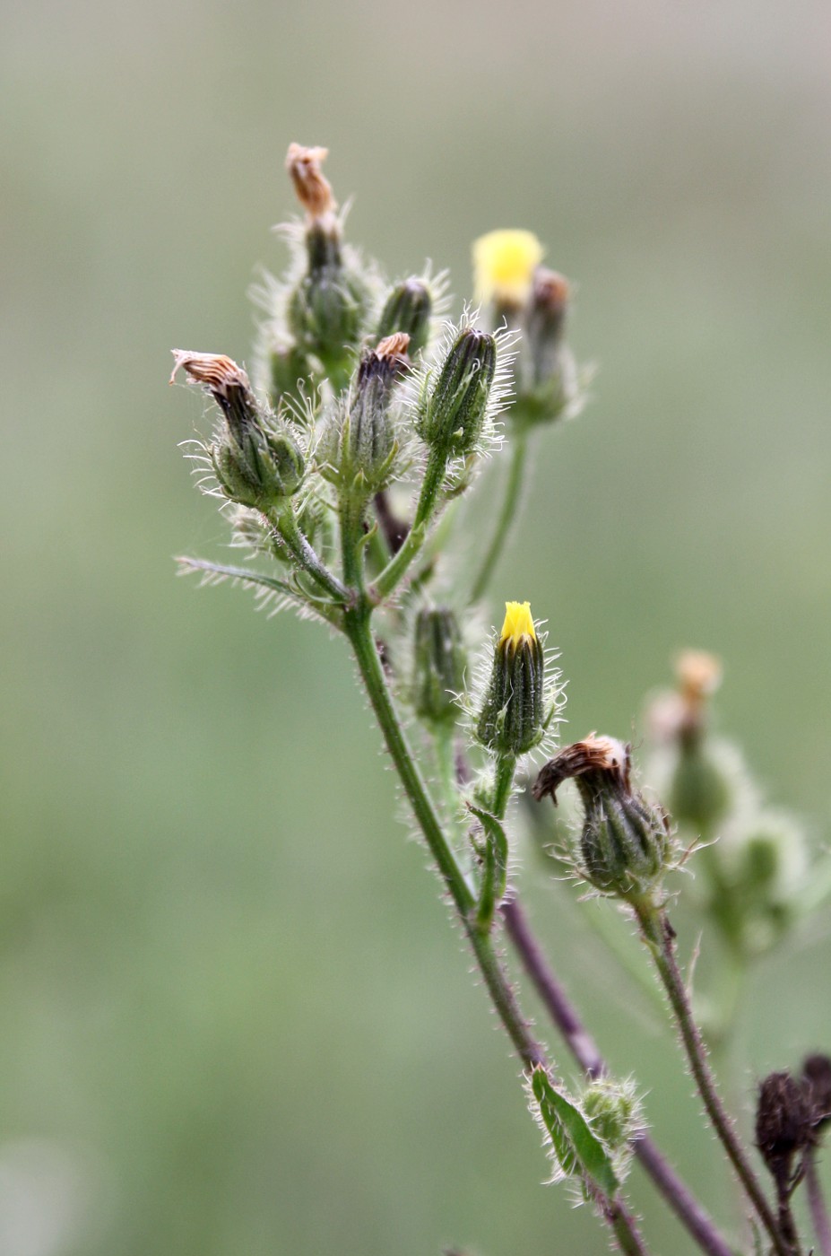 Image of Picris davurica specimen.