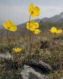 Papaver croceum. Цветущее растение на каменистом горном лугу. Казахстан, Заилийский Алатау, Большое Алма-Атинское ущелье, около 2200 м н.у.м. Июнь 2009 г.