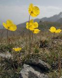 Papaver croceum