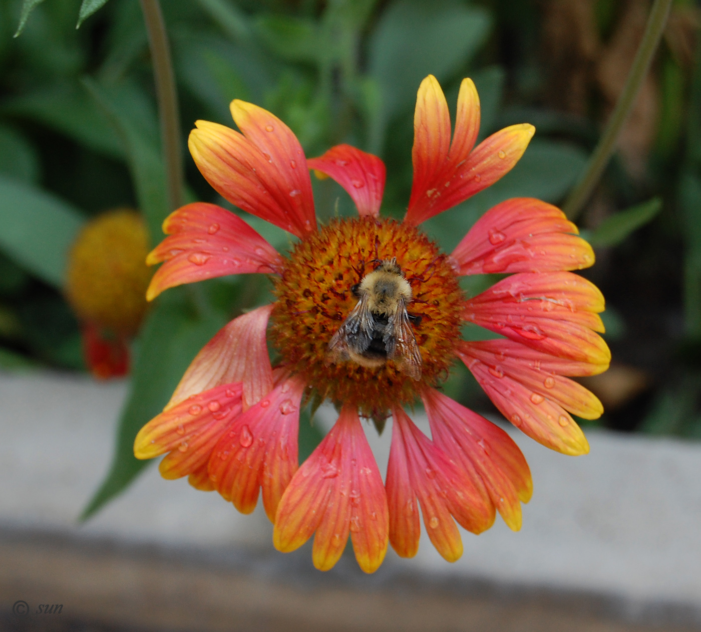 Изображение особи Gaillardia aristata.