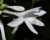 Hosta plantaginea