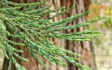 Sequoiadendron giganteum