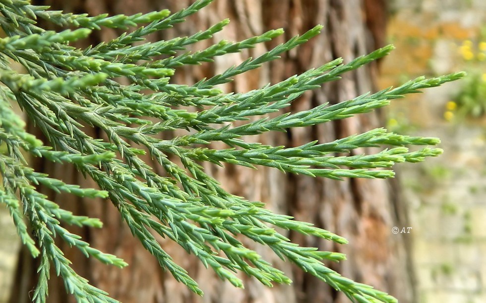 Изображение особи Sequoiadendron giganteum.