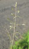 Eragrostis minor