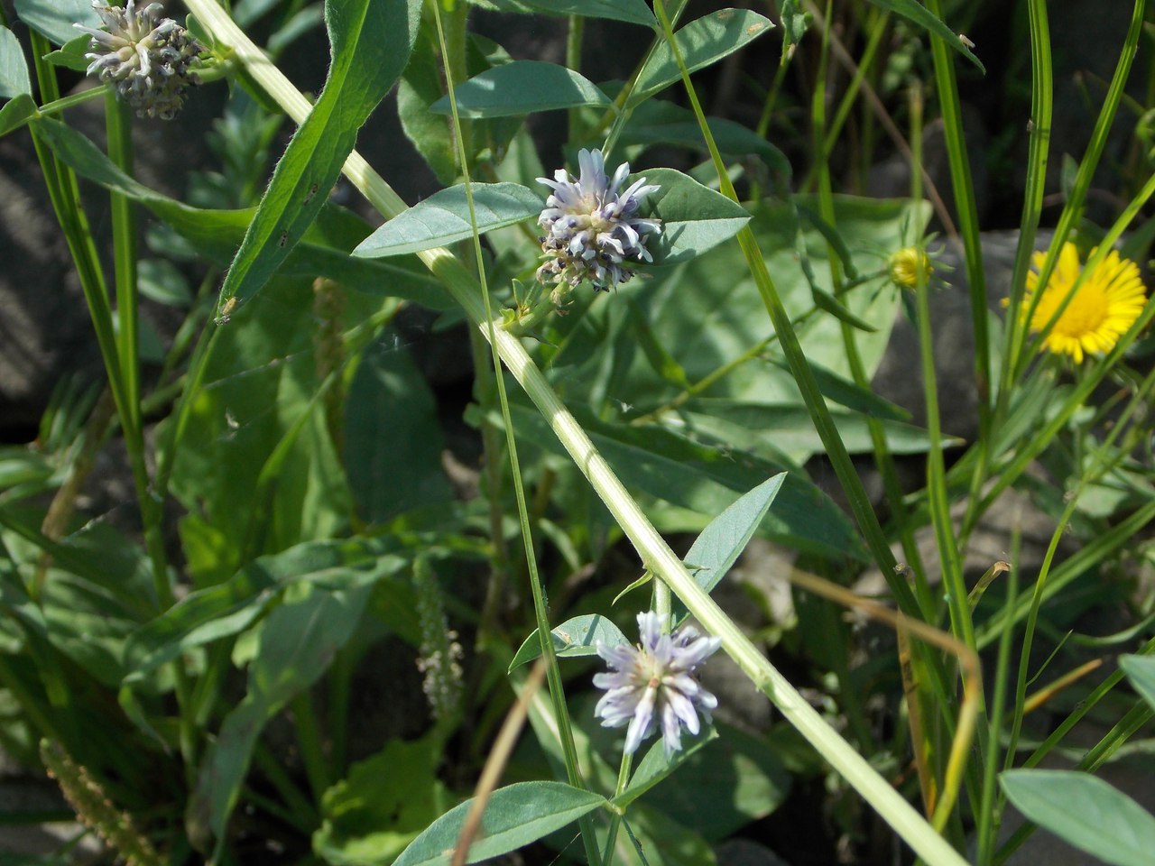 Изображение особи Glycyrrhiza echinata.