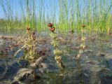 Myriophyllum spicatum