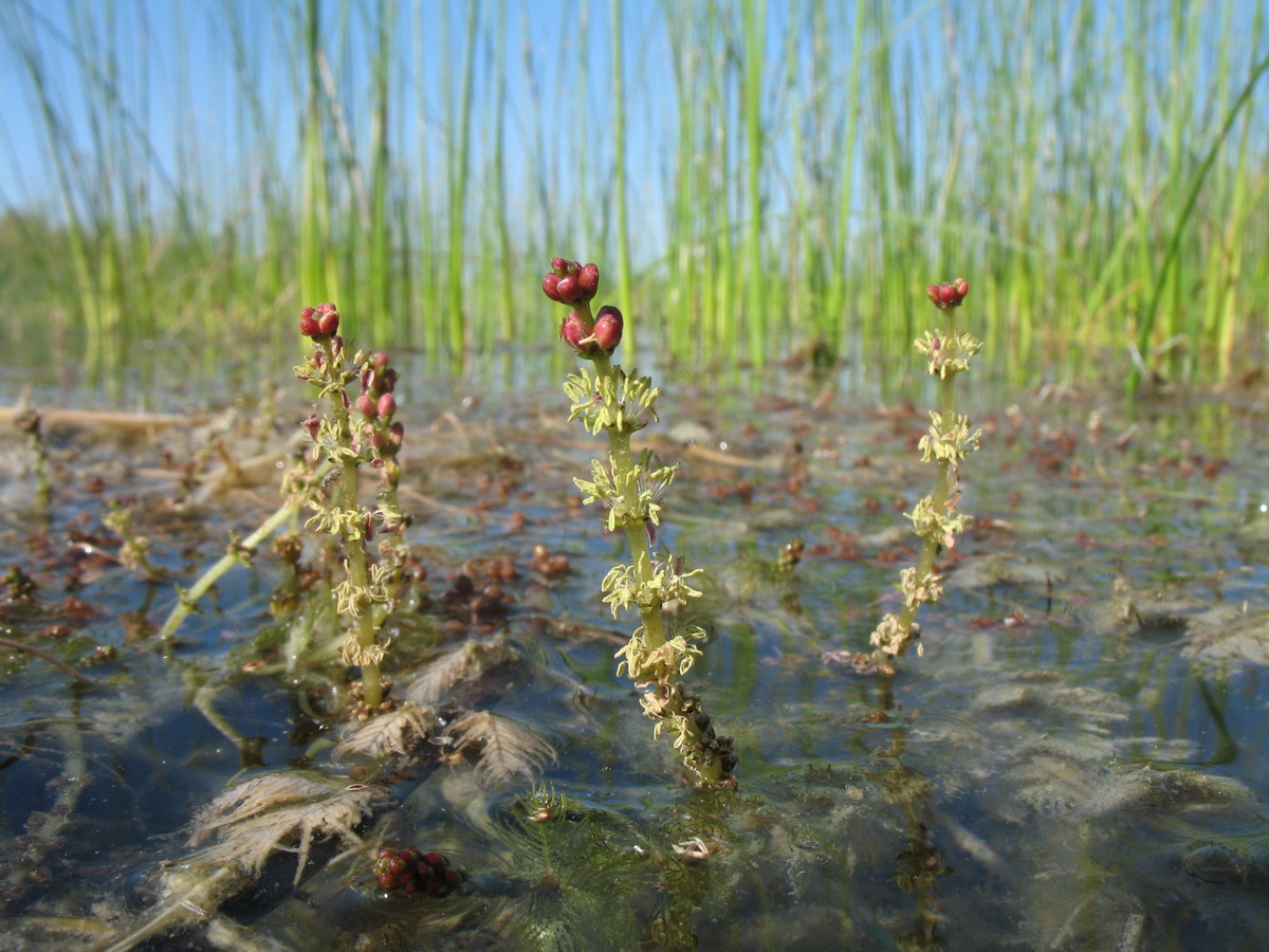 Image of Myriophyllum spicatum specimen.