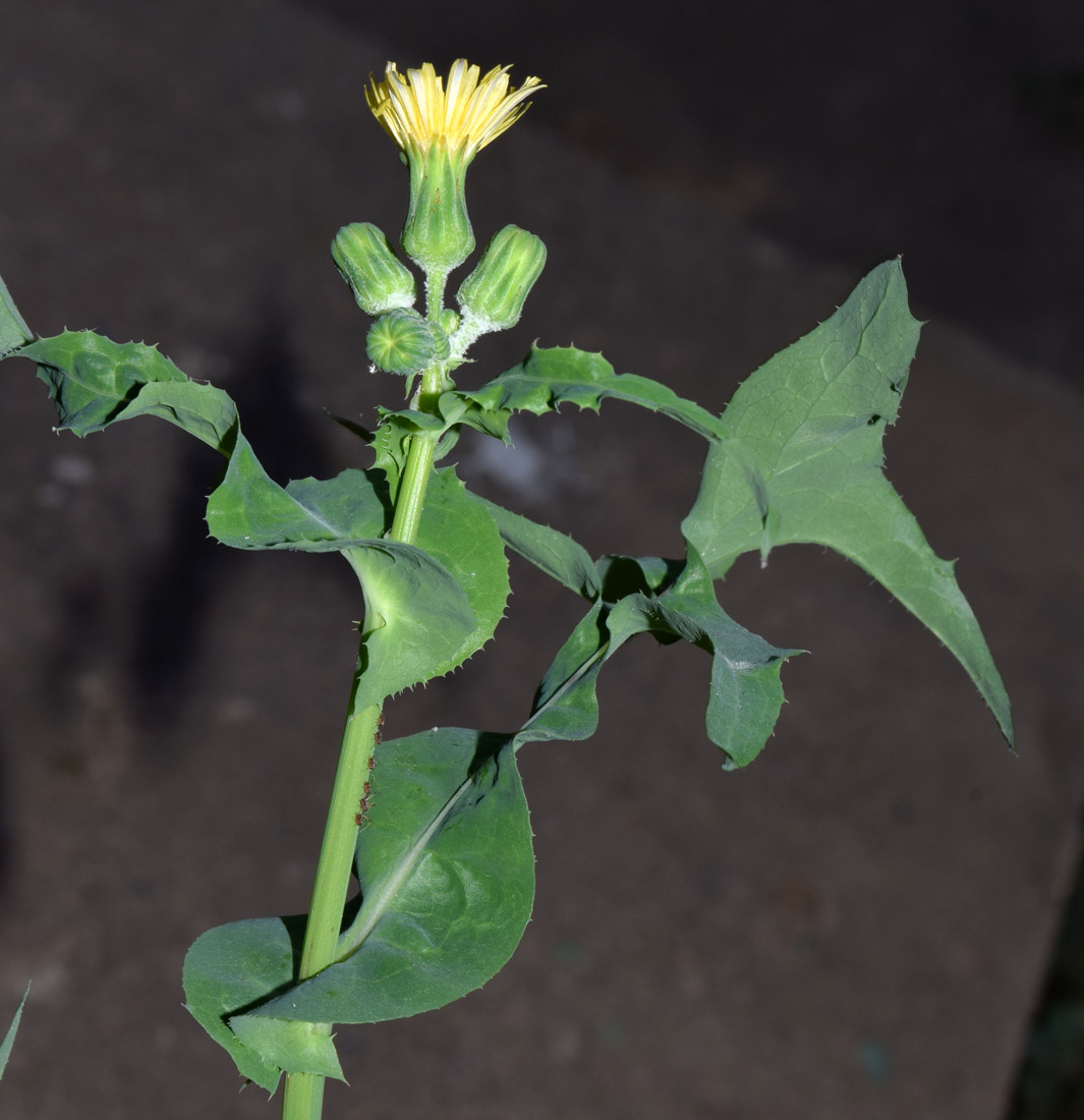 Image of Sonchus oleraceus specimen.