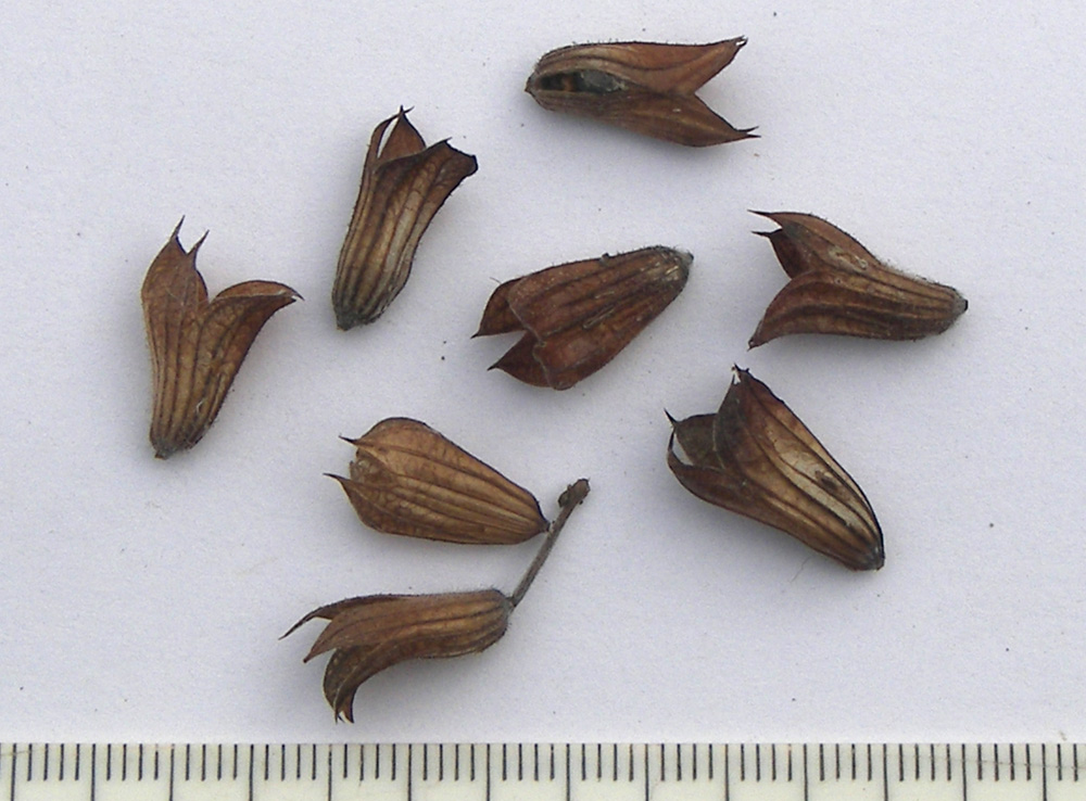 Image of Salvia ringens specimen.