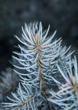 Picea pungens f. glauca