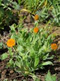 Erigeron cabulicus