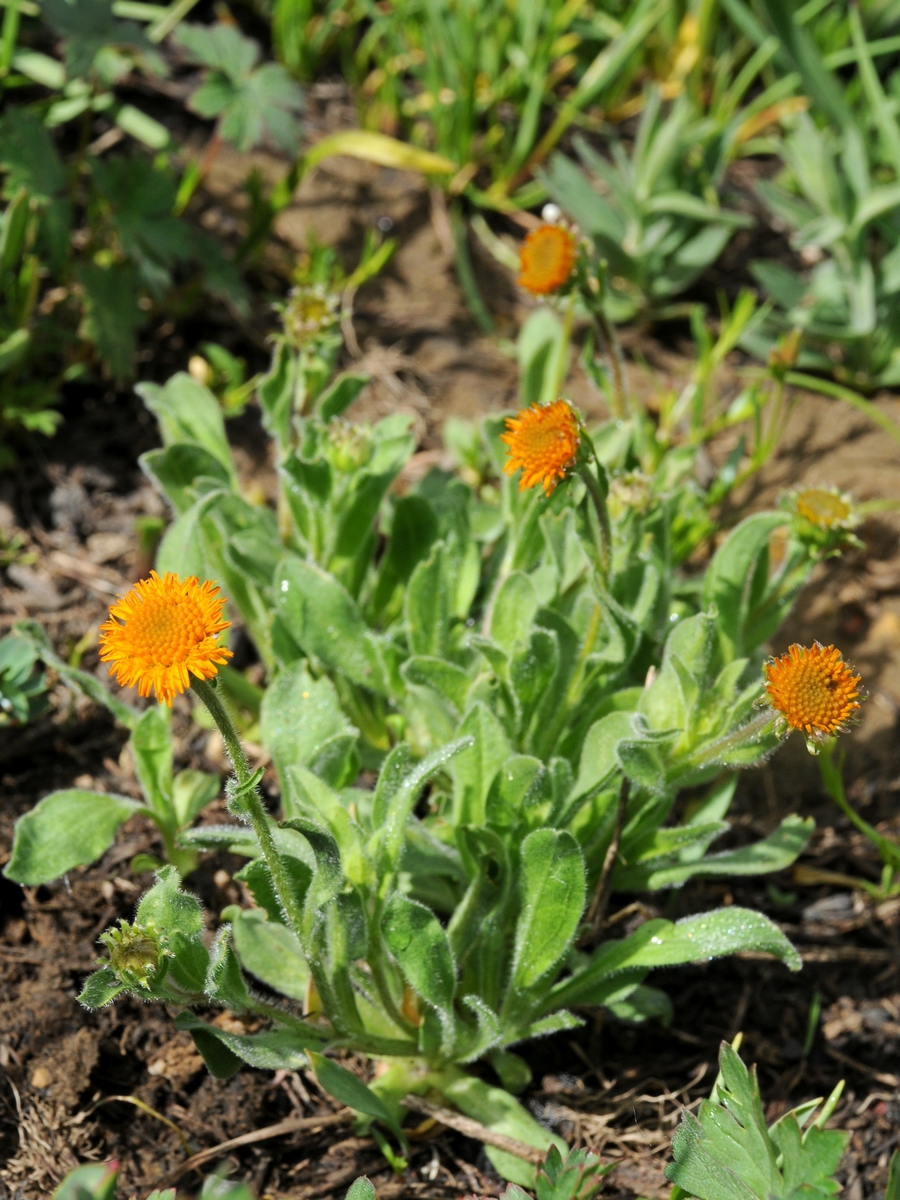 Изображение особи Erigeron cabulicus.