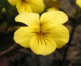 Viola orientalis