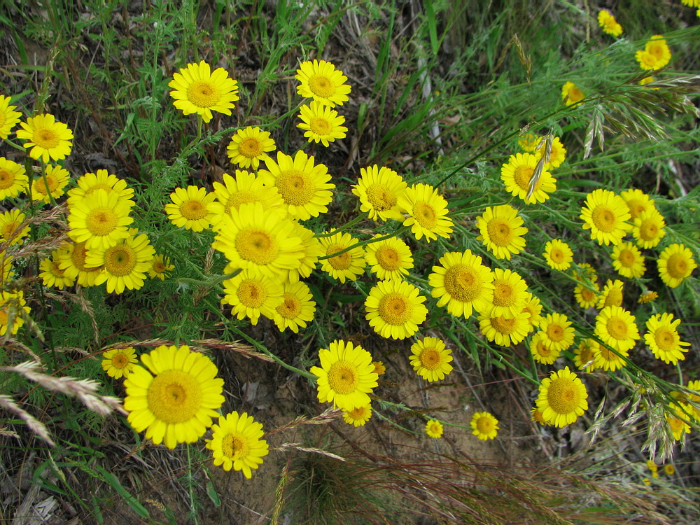 Image of Anthemis tinctoria specimen.