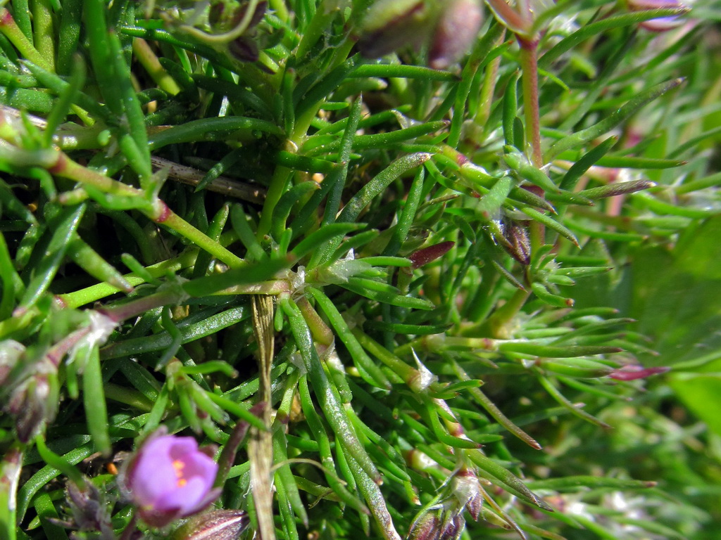 Image of Spergularia rubra specimen.