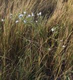 Linum austriacum. Цветущее и плодоносящее растение в степи. Крым, Красноперекопский р-н, вблизи Сиваша. 19.07.2009.