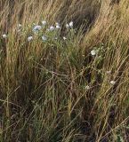 Linum austriacum