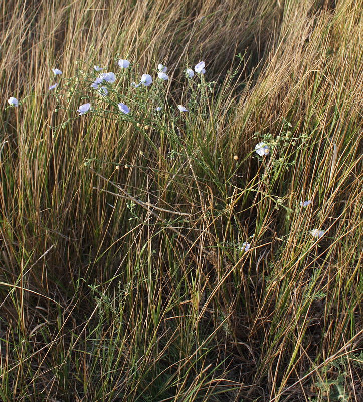 Изображение особи Linum austriacum.